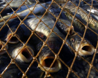 Под Смоленском браконьер наловил рыбы на 11 тысяч рублей