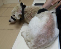 Смоленские зоозащитники спасли собаку, запертую в подвале на два года