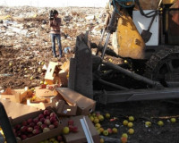 В Смоленской области уничтожили белорусские яблоки