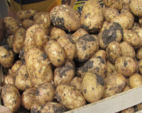 При сокращении посевов картофеля аграрии надеются повысить урожай