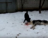 Видео: Собачья верность. Дог не отходил от сбитого на дороге алабая