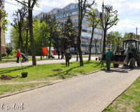 При благоустройстве улицы Октябрьской революции сохранят деревья