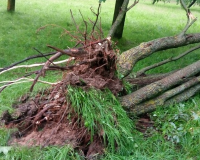Под Смоленском из-за сильного ветра рухнули деревья (фото)