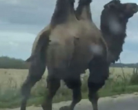 Видео: В Смоленском районе пропал верблюд Яша