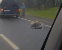 В Смоленской области произошло жуткое ДТП со смертельным исходом (видео)