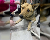 Под Смоленском живодер хвастался покушением на убийство собаки (фото)