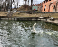 В центральный парк Смоленска вернули лебедей (фото)