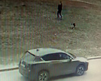 Неустановленный автомобилист на глазах у двоих детей переехал собаку (видео)