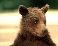 Житель Смоленска ответит за незаконное содержание медвежонка