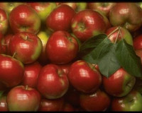 На Смоленщину прибыли яблоки с пестицидами