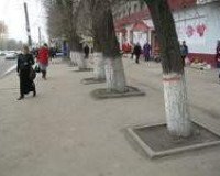 В Смоленске улицу Крупской расширят за счет деревьев