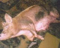 На Смоленщине зарегистрировали новый очаг африканской чумы свиней