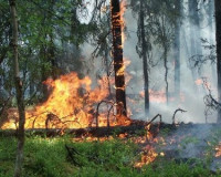 Смоленщине угрожают лесные пожары