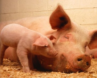 Под страхом африканской чумы запретили убой свиней в отсутствие ветеринаров