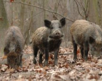 Африканская чума свиней зафиксирована во всех районах Смоленщины