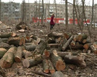 Жители Киселевки возмутились вырубкой деревьев в лесопитомнике