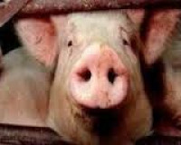 В Смоленской области застрелен кабан, инфицированный вирусом африканской чумы свиней