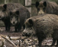 В Смоленской области выявлен очередной очаг африканской чумы свиней