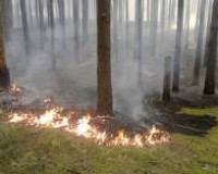 В 2014-ом году в Смоленской области в три раза увеличилось количество лесных пожаров