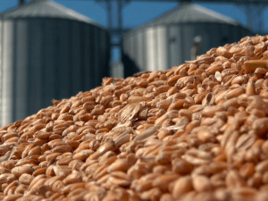 В Смоленской области производители зерна получат почти 20 миллионов рублей господдержки