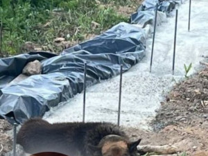 В Смоленской области собака застряла в бетонн