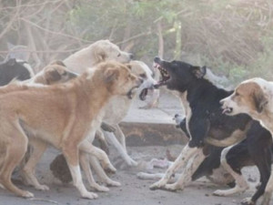 Жители микрорайона сообщают об агрессивных бродячих собаках