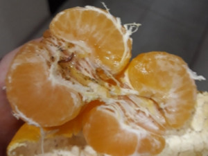 Жители Смоленщины купили мандарины с ползучим подарком