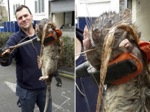 На детской площадке в Лондоне нашли полутораметровую крысу-монстра