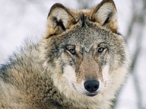 В Смоленской области в два раза увеличилась численность волков