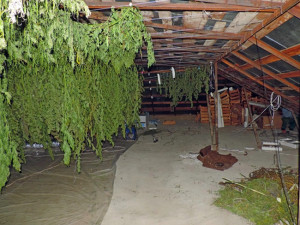 32-летний житель области выращивал на даче коноплю