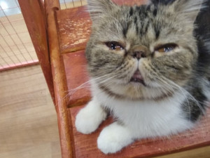 В сети появились шокирующие фотографии замученных животных на выставке «Федерация кошек»