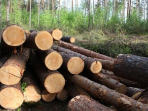 Смоленский коммерсант «нарубил» дров на уголовное дело