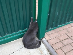 Смолянка спасла кота, застрявшего в воротах