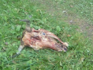В Смоленске снова нашли отрубленную голову возле детской площадки (фото)