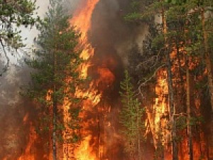 Смоленская область вошла в число пожароопасных регионов