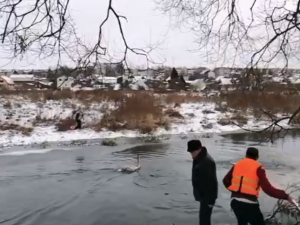 Под Смоленском пытались спасти замерзающего лебедя, которого хулиганы закидали петардами