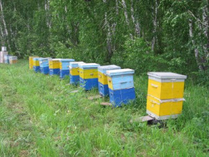 Пчелиная пасека довела смолян до суда