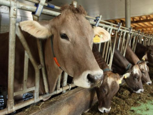 В регионе сократились поголовье скота и выпуск продуктов животноводства