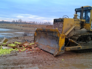 В Смоленской области уничтожили груши, пекинскую капусту и яблоки