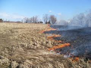 20 случаев пала сухой травы зафиксировано в Смоленской области за выходные