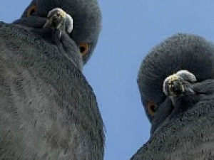 Смоленские птицы привыкли к «электронным» пугалам