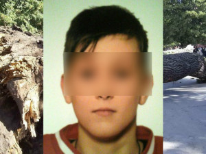 В Сафонове умер мальчик, которого придавило деревом во время июньского шторма