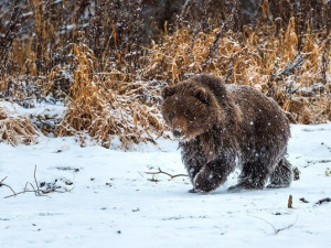 Медведь напугал жителей деревни