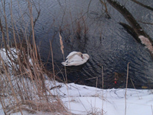 На озере ТЭЦ-2 лебедь попал в смертельно опасную ловушку