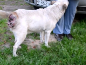 Видео: В Смоленске пытаются спасти гниющего заживо пса