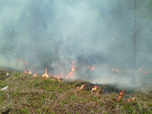 В Смоленской области лесные пожары едва не уничтожили детский лагерь