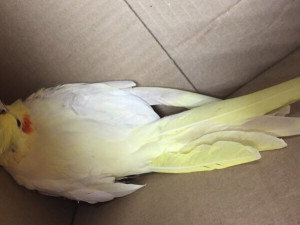 Бессовестные люди украли раненого попугая (фото)