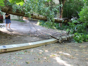 Упавшее дерево обесточило целый дом (фото, видео)