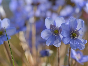 В национальном парке "Смоленское Поозерье" заметили весенние цветы