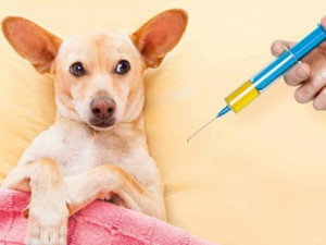 В Смоленске утвердили график вакцинации животных от бешенства